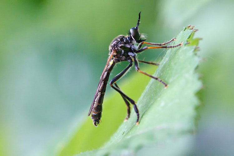 Asilidae magellense 1