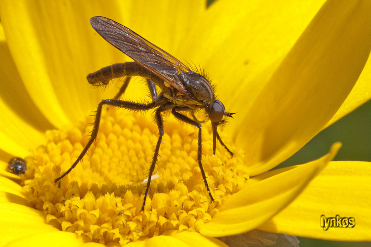 Empis sp o Iteaphila sp. (Empididae)