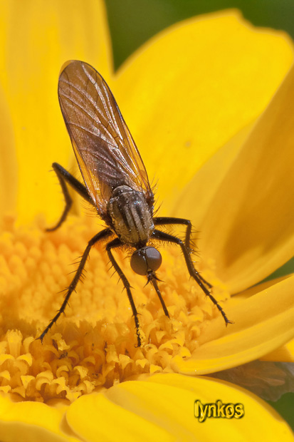 Empis sp o Iteaphila sp. (Empididae)