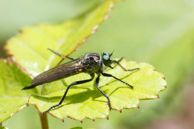 Asilidae magellense 2