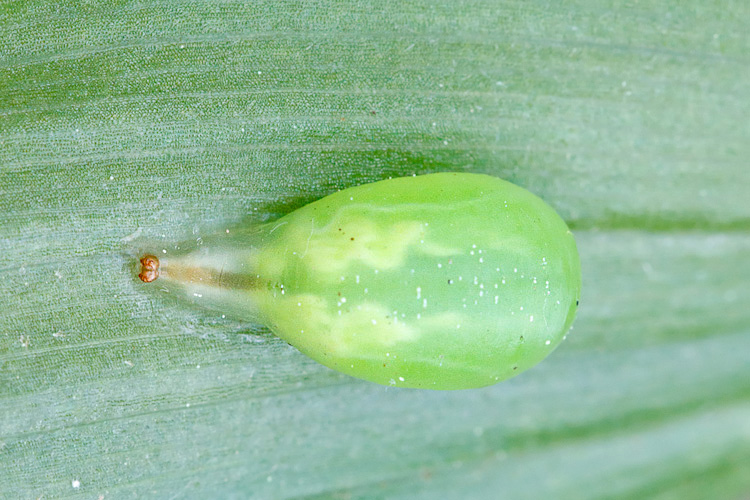 Piccolo coso tondo e verde: pupario di Syrphidae