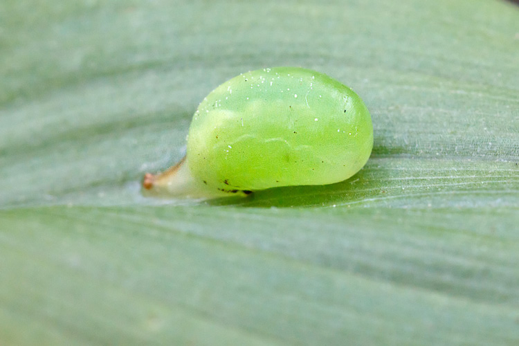 Piccolo coso tondo e verde: pupario di Syrphidae