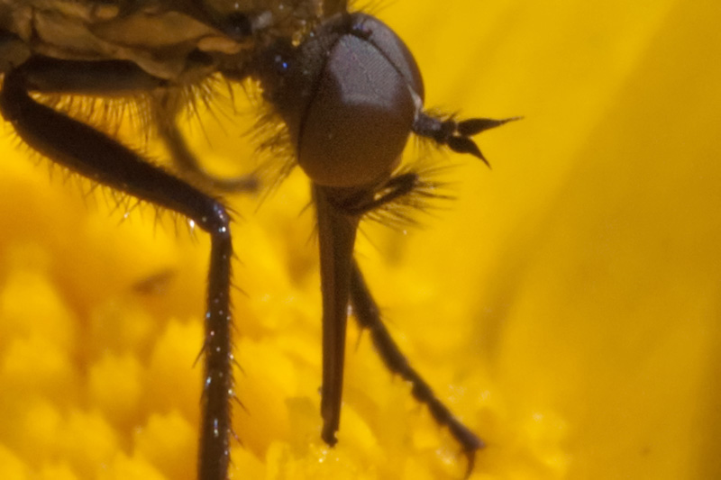 Empis sp o Iteaphila sp. (Empididae)