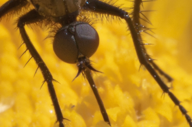 Empis sp o Iteaphila sp. (Empididae)