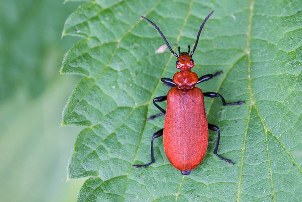 Drilus flavescens? No, Pyrochroa serraticornis, Pyrochroidae