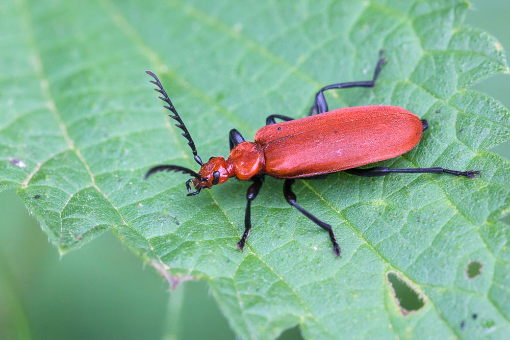 Drilus flavescens? No, Pyrochroa serraticornis, Pyrochroidae