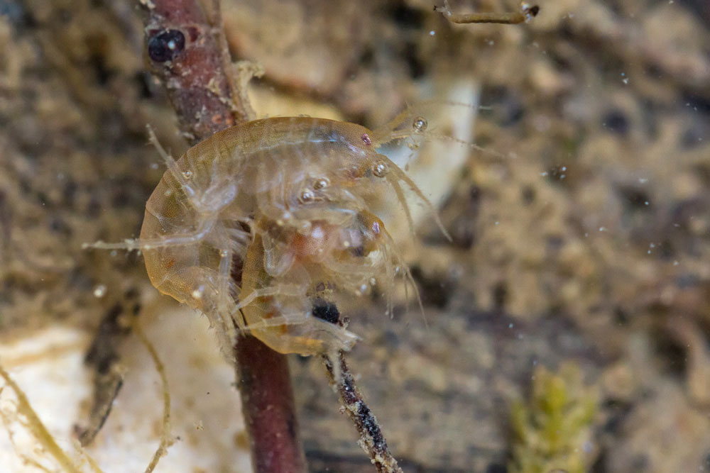 Gammarus sp. in accoppiamento?