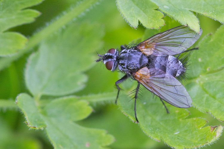 Tachinidae cfr Pelatachina tibialis