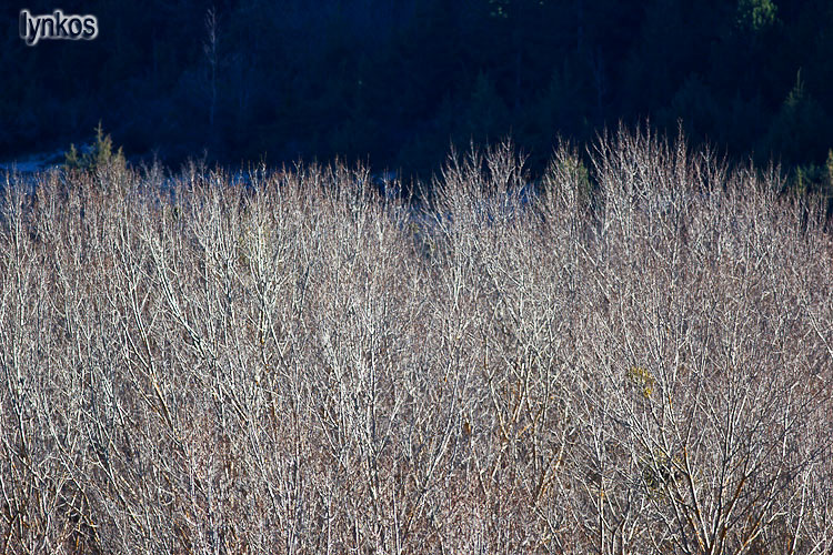 Alberi d''inverno... un invito