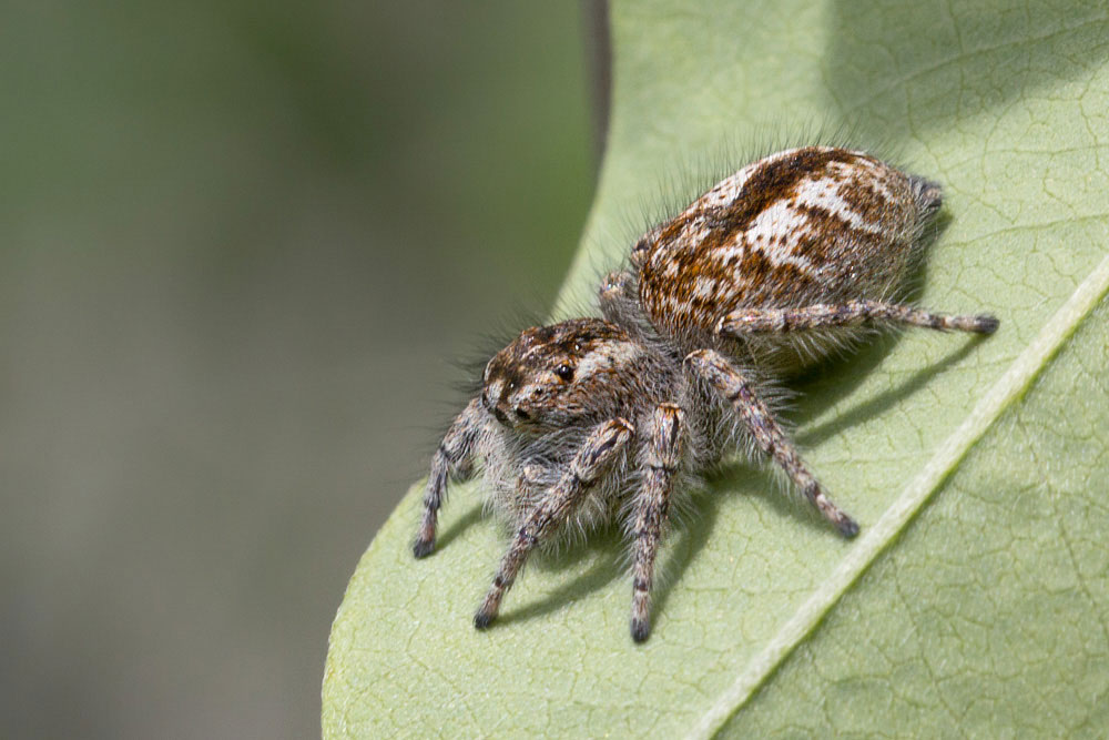 Philaeus chrysops - Sant''Eufemia a Maiella (PE)