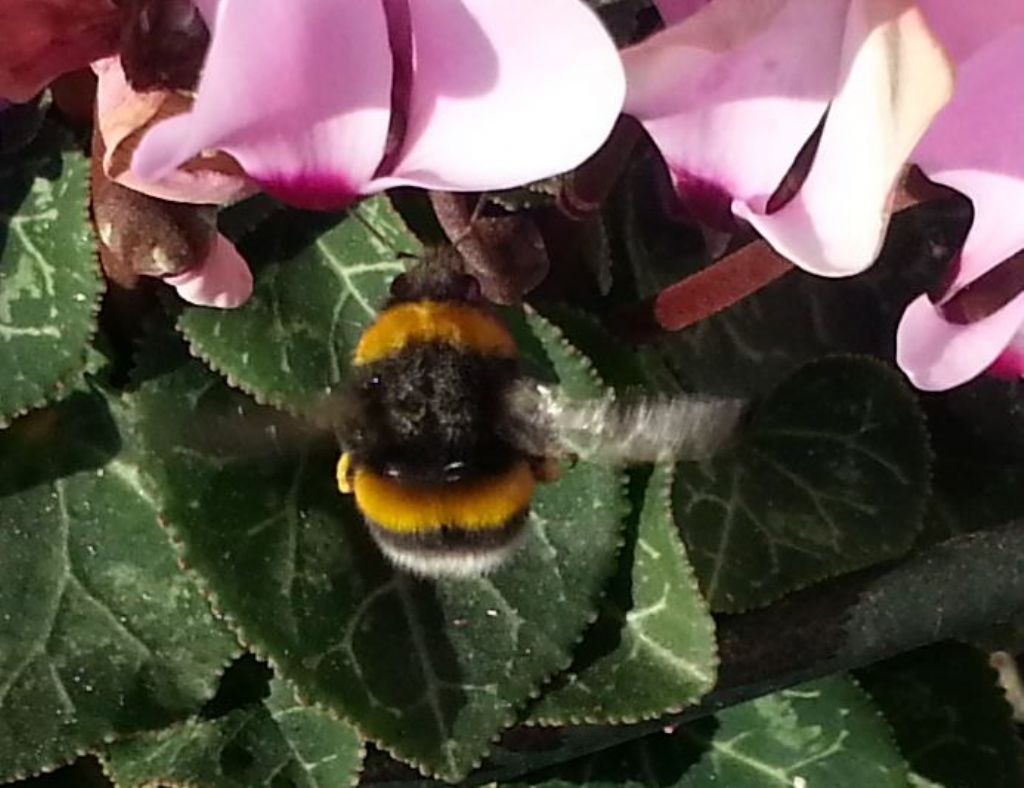 Bombo: Bombus gr. terrestris, regina.