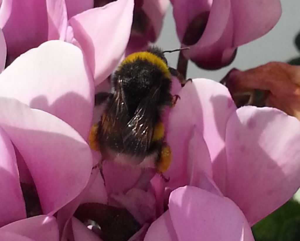 Bombo: Bombus gr. terrestris, regina.