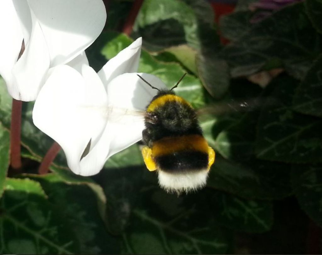 Bombo: Bombus gr. terrestris, regina.