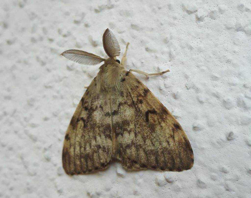 Lymantria dispar  (Erebidae Lymantriinae)