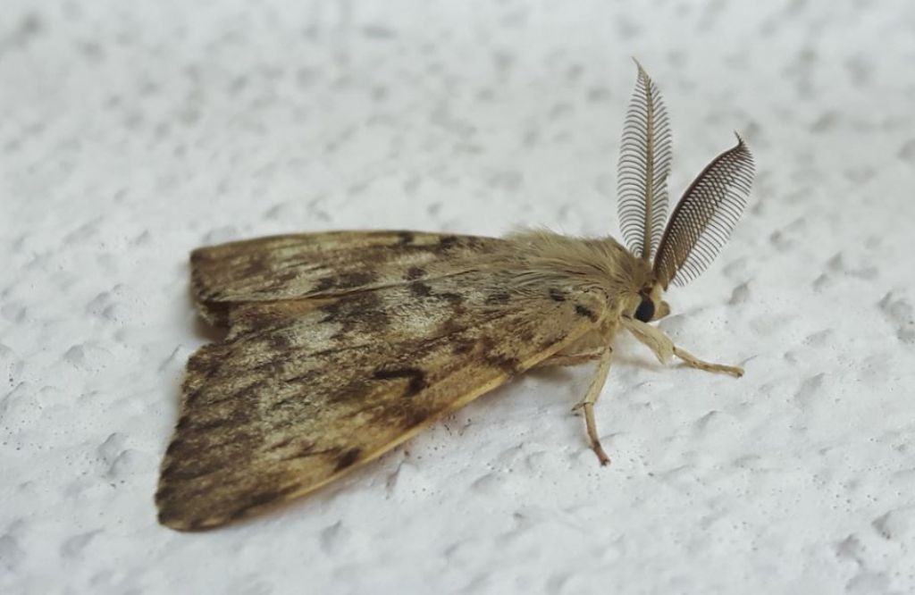 Lymantria dispar  (Erebidae Lymantriinae)