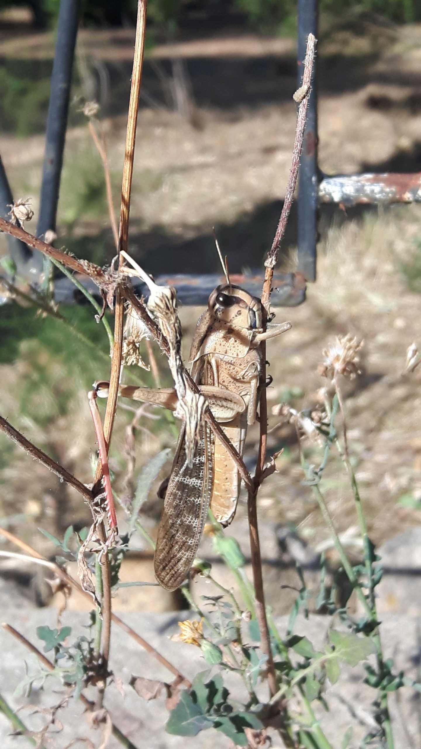 Locusta migratoria