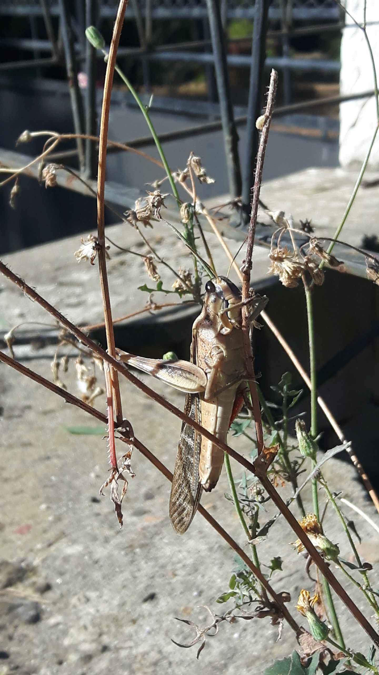 Locusta migratoria