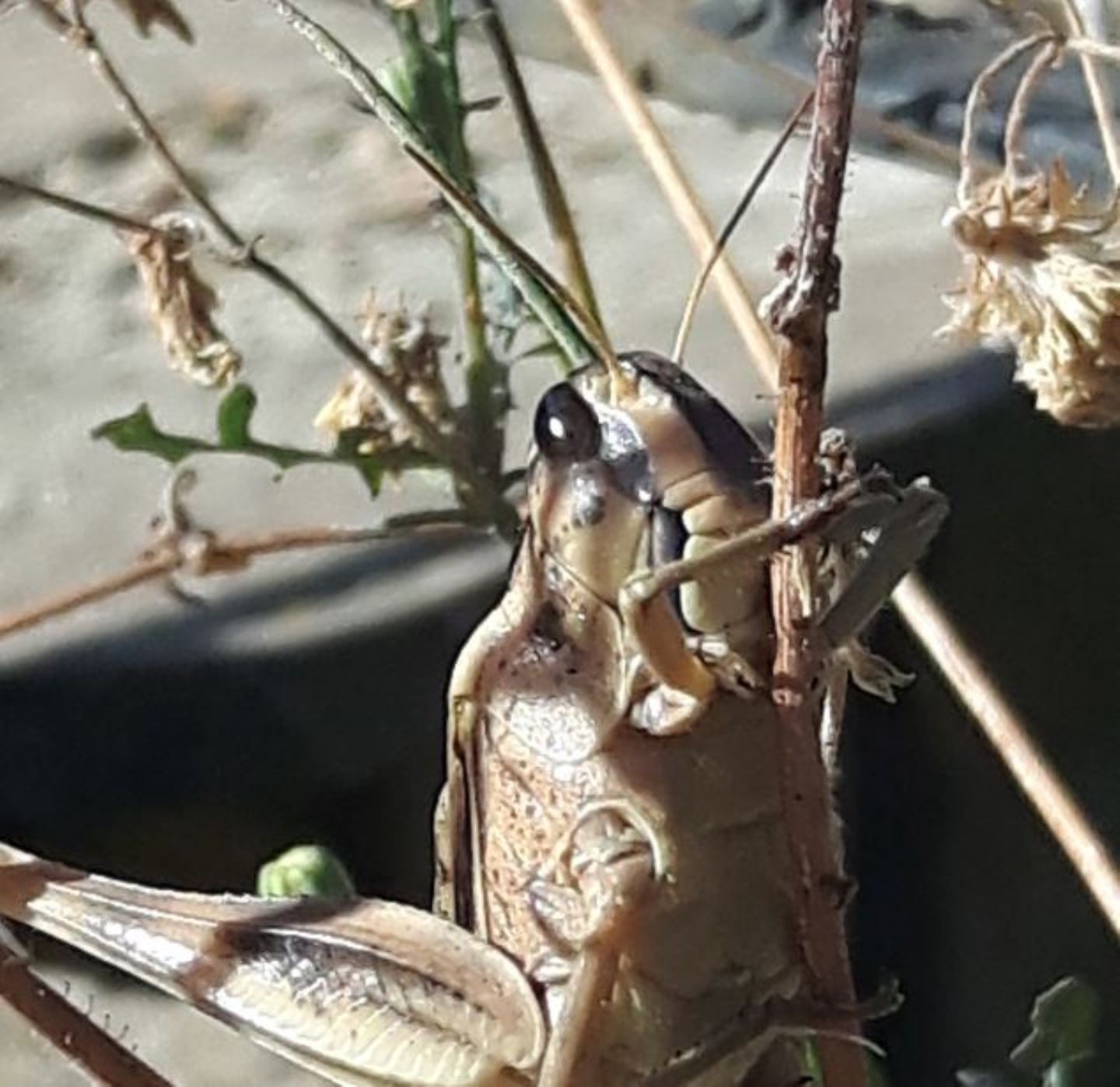 Locusta migratoria