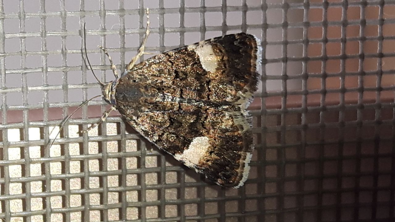 Tyta luctuosa (Noctuidae)