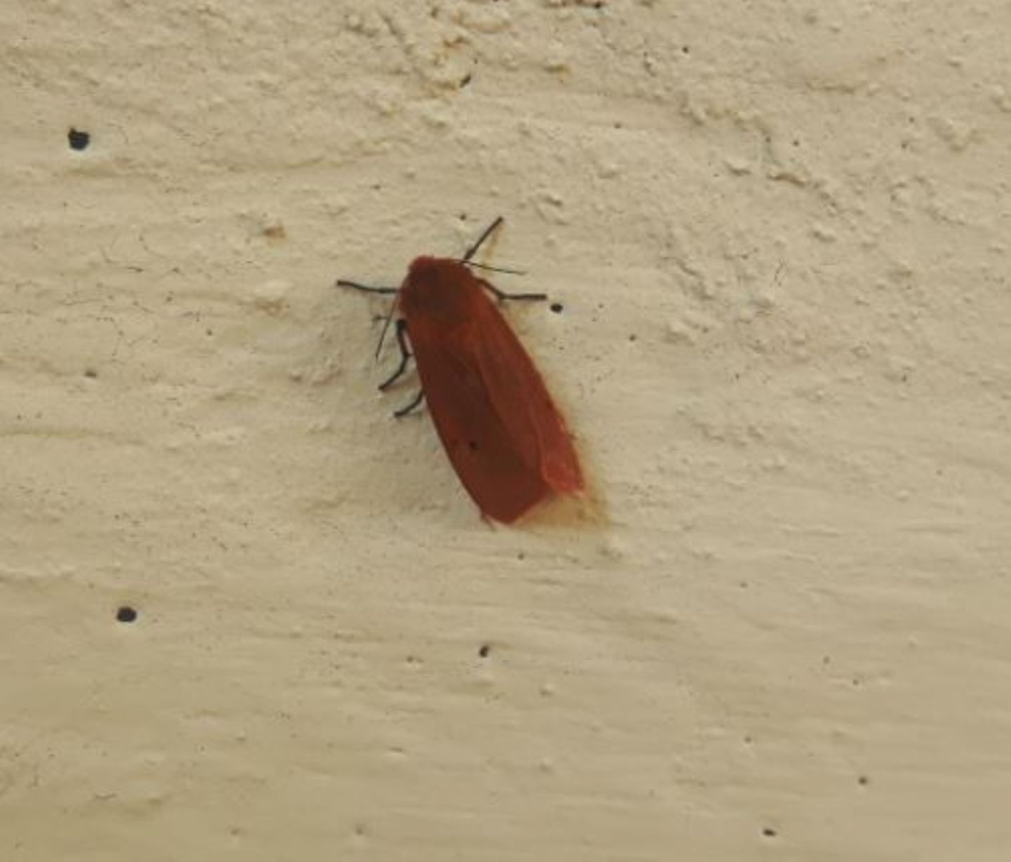 Farfalla rossa: Phragmatobia fuliginosa