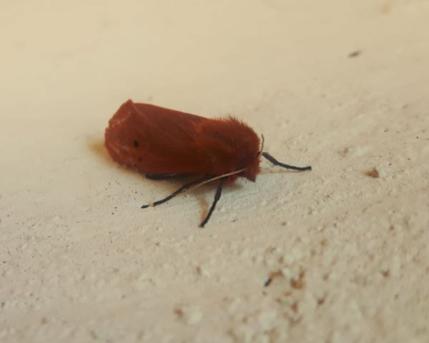 Farfalla rossa: Phragmatobia fuliginosa