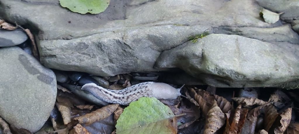 Limax tipo Marradi ?