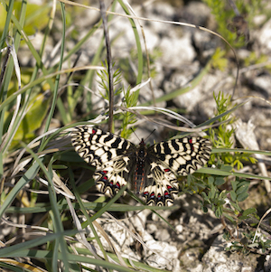 Sud Calabria costa ionica:   Zerynthia  cassandra