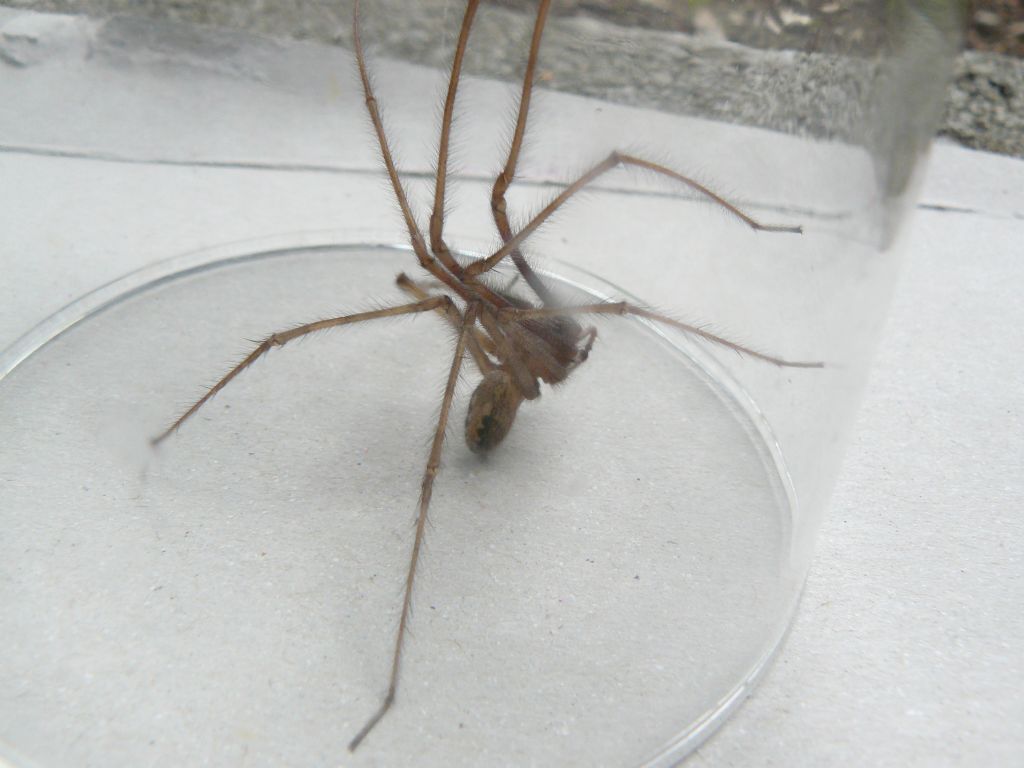 Tegenaria cf. parietina