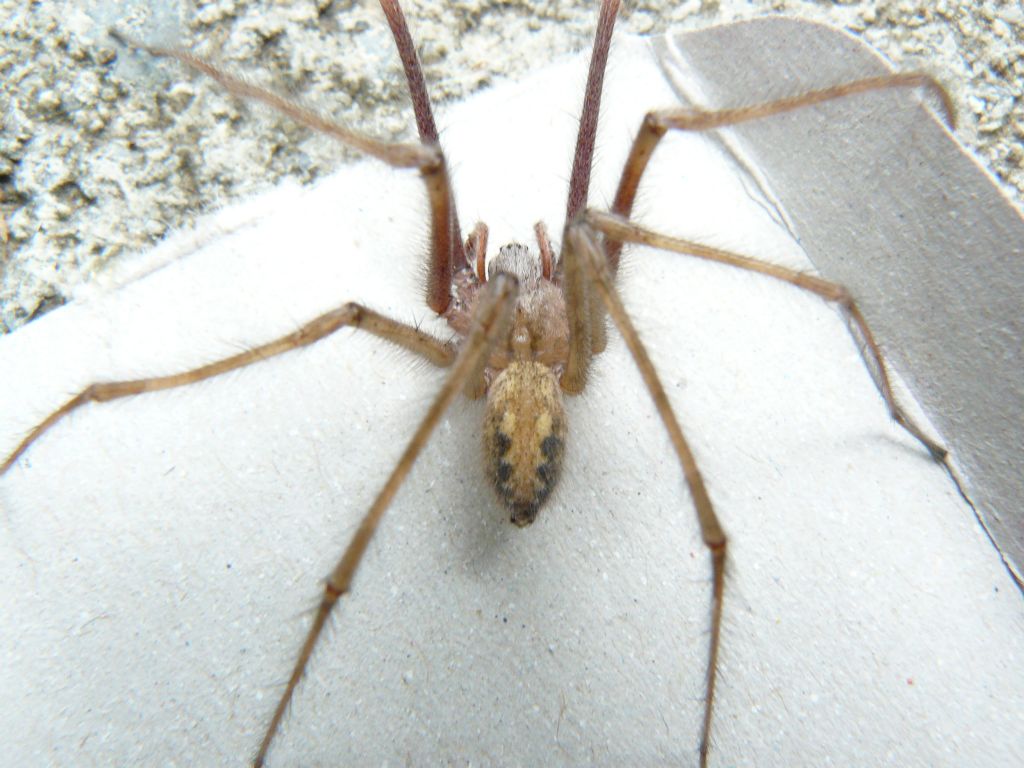 Tegenaria cf. parietina