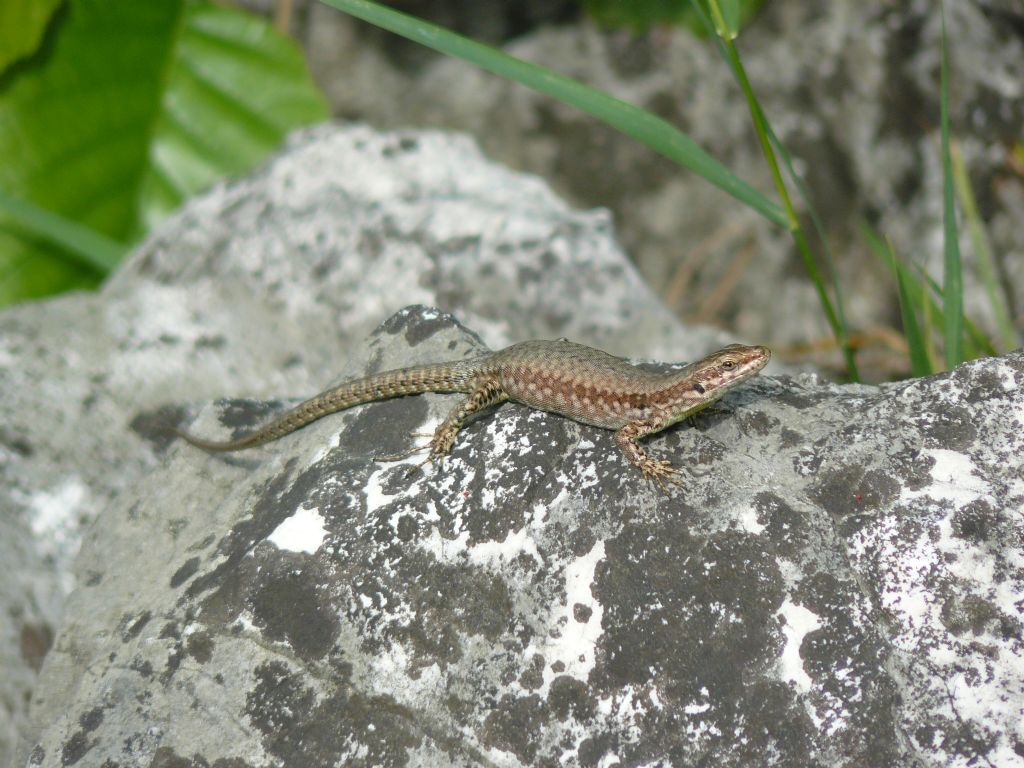 Podarcis muralis?