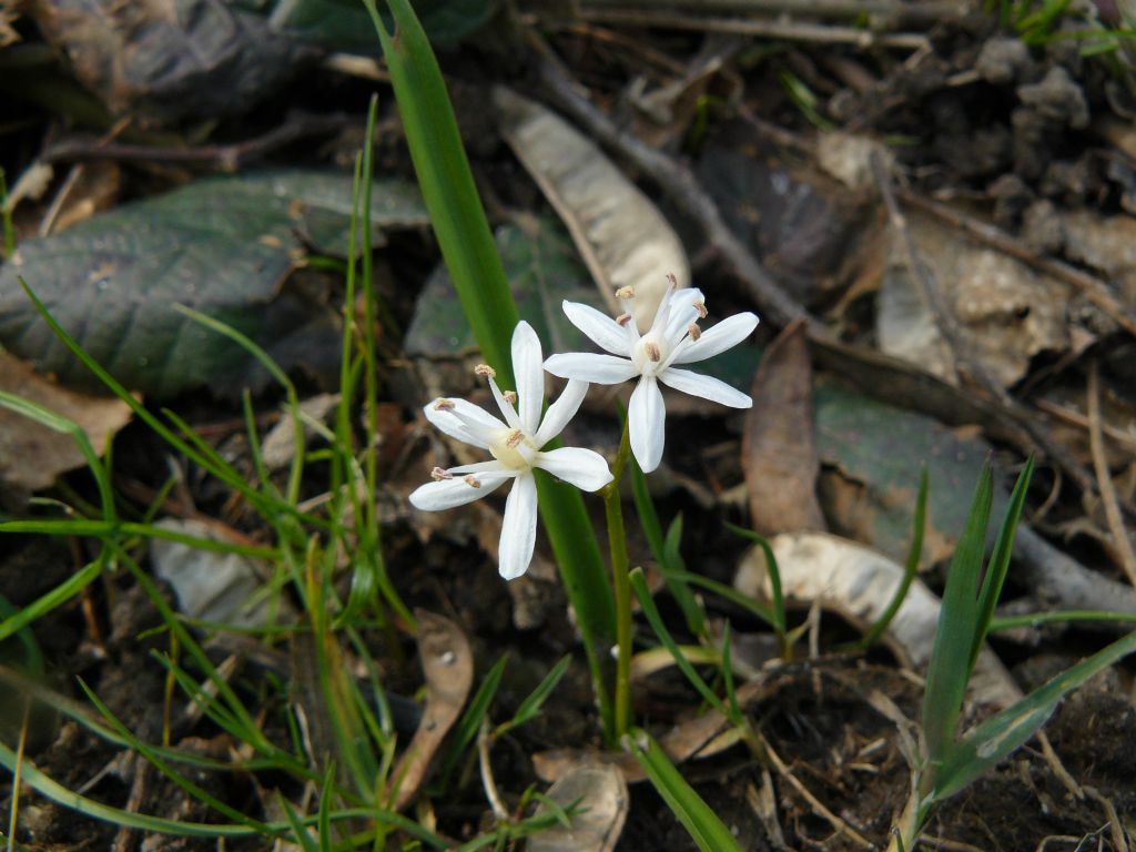 Scilla bifolia bianca