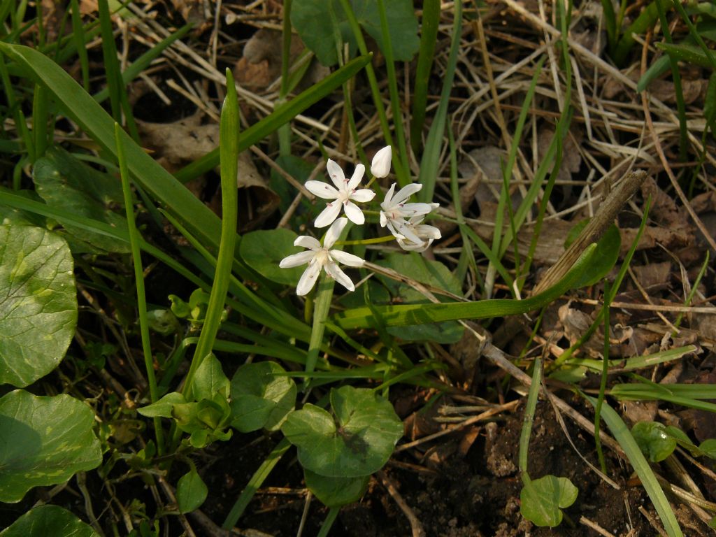 Scilla bifolia bianca