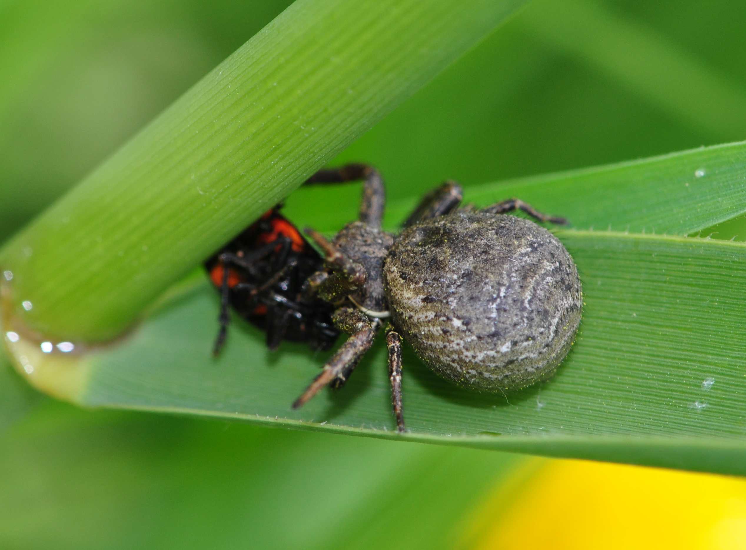 Xysticus sp. - Nonantola (MO)