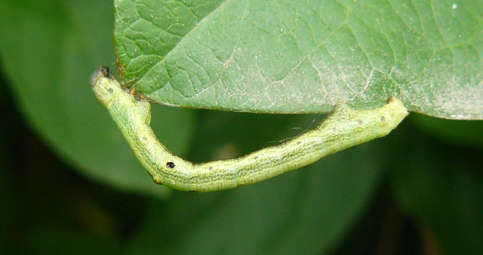 Bruco di Geometridae