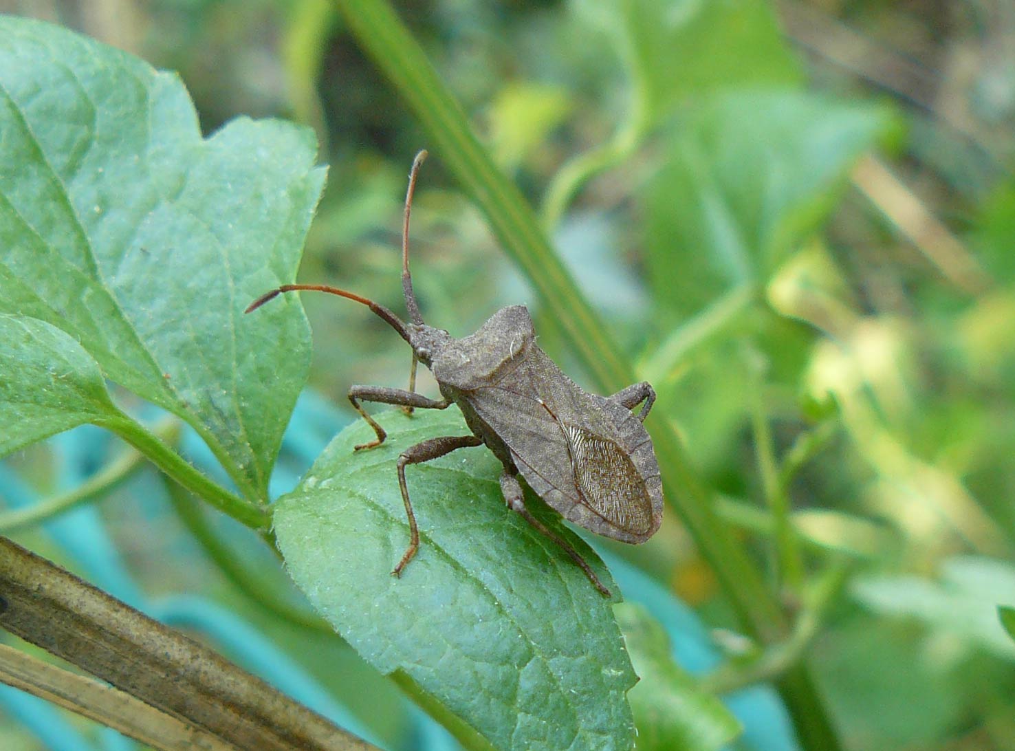 Ninfa di Coreus marginatus? S