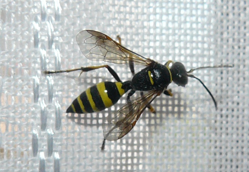 Crabronidae: Gorytes latecinctus