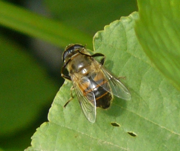 Syrphidae Epistrophe eligans ??