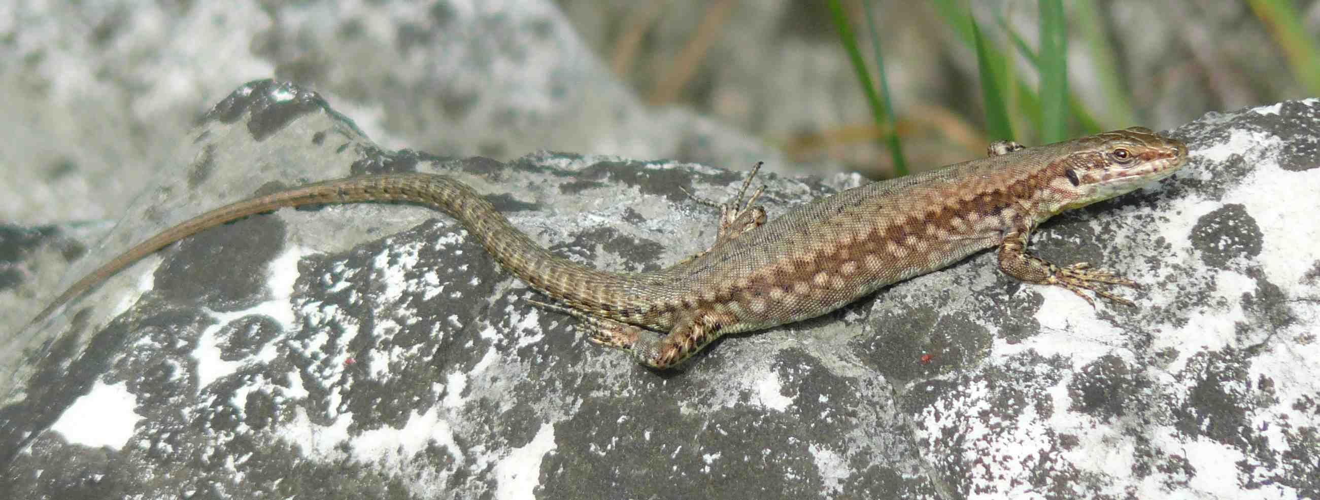 Podarcis muralis?