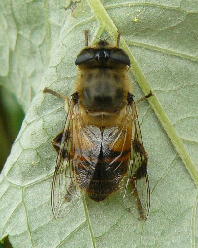 Eristalis sp?