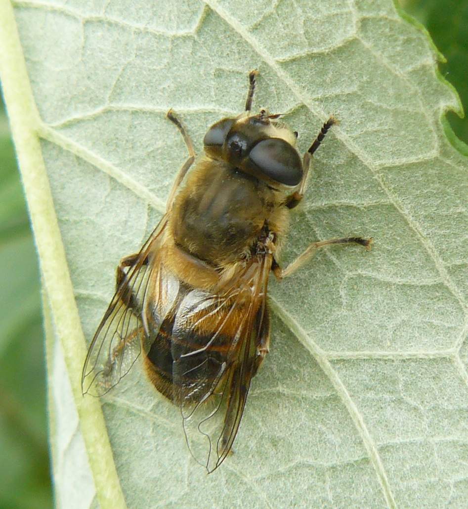 Eristalis sp?