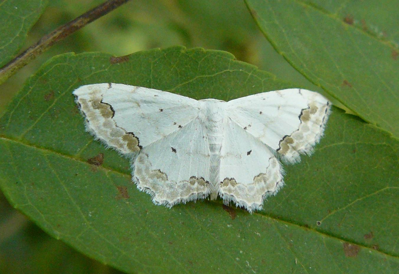 Scopula decorata? - No, Scopula (Scopula) ornata