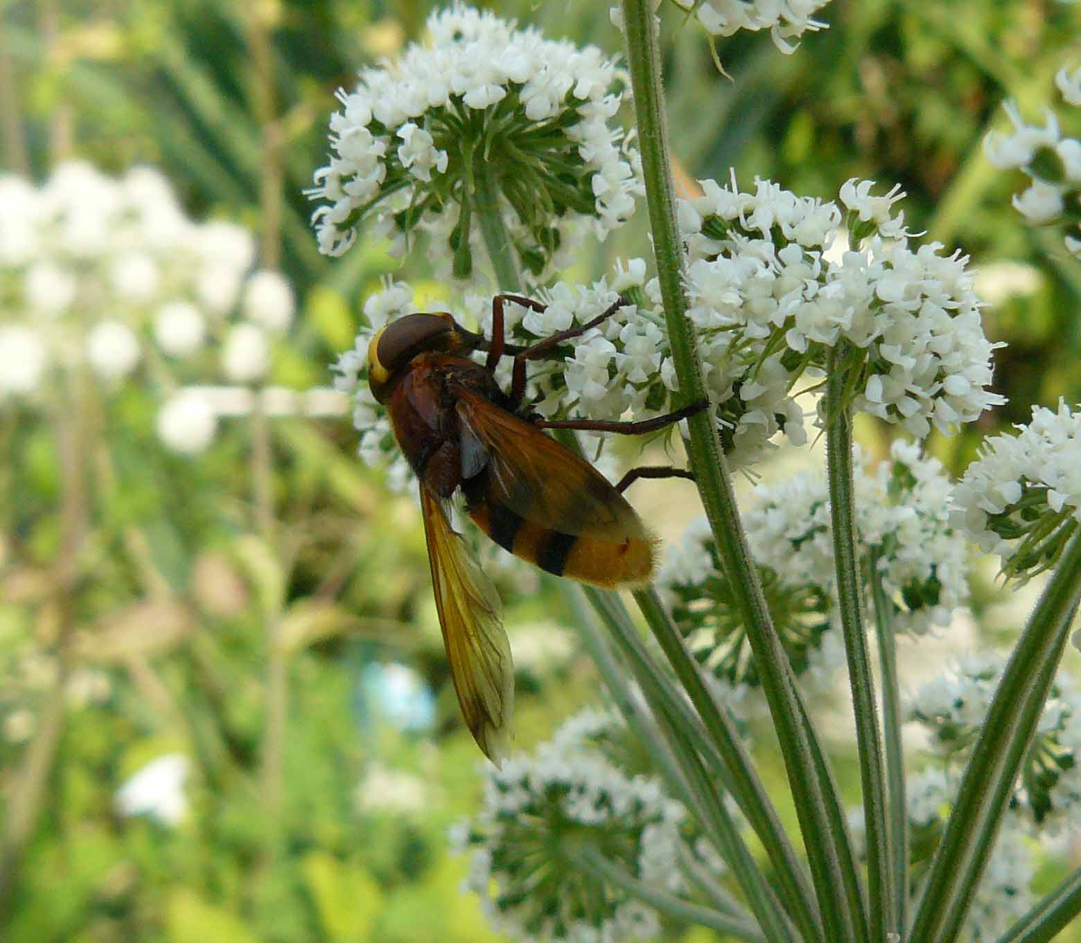 Ditteri Trezzo: Volucella zonaria e Lucilia sericata