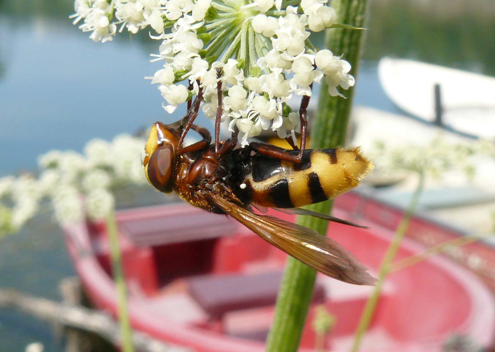 Ditteri Trezzo: Volucella zonaria e Lucilia sericata