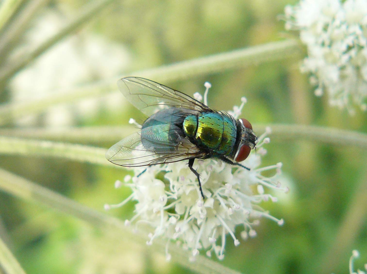 Ditteri Trezzo: Volucella zonaria e Lucilia sericata