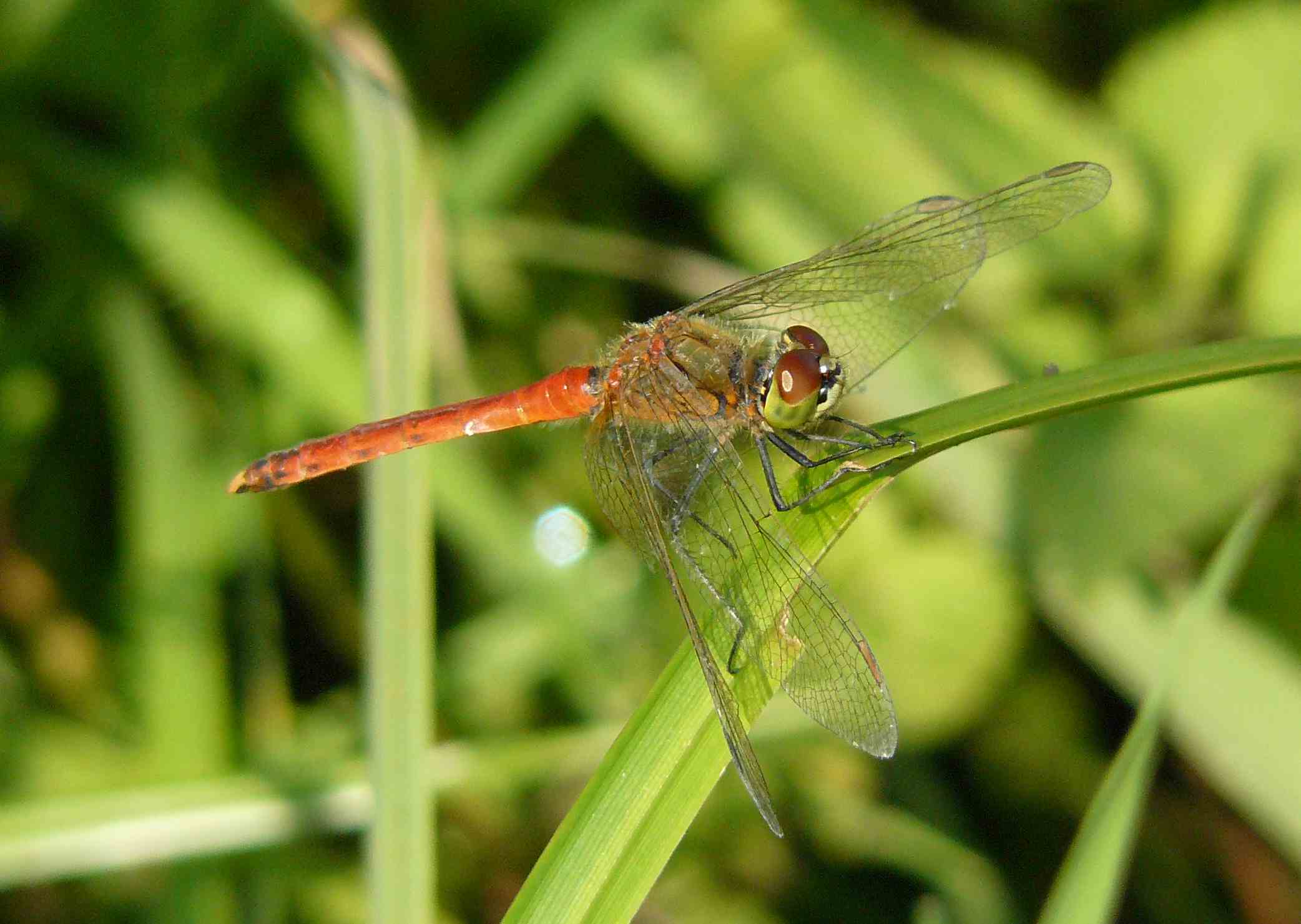 Sympetrum depressiusculum