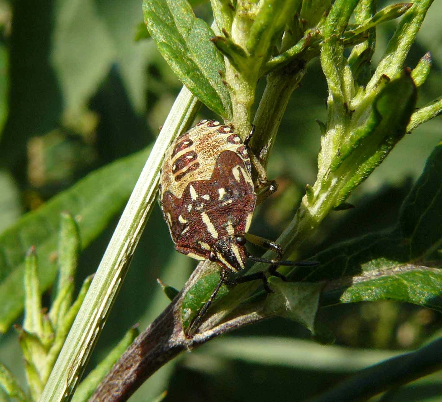 Pentatomidae: 5 instar di Carpocoris (ninfa) di Lombardia