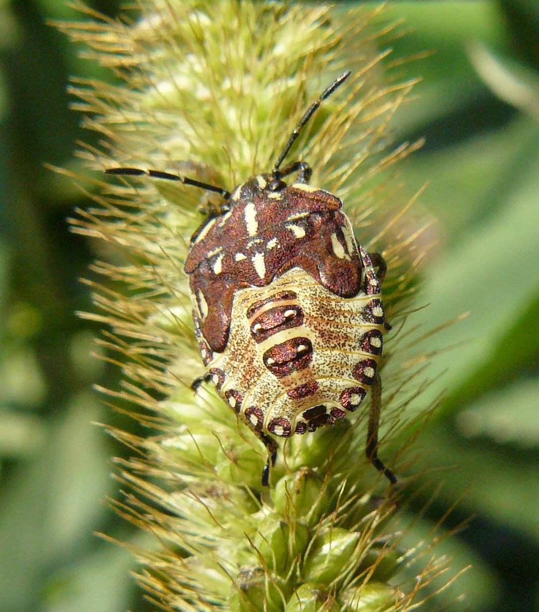 Pentatomidae: 5 instar di Carpocoris (ninfa) di Lombardia