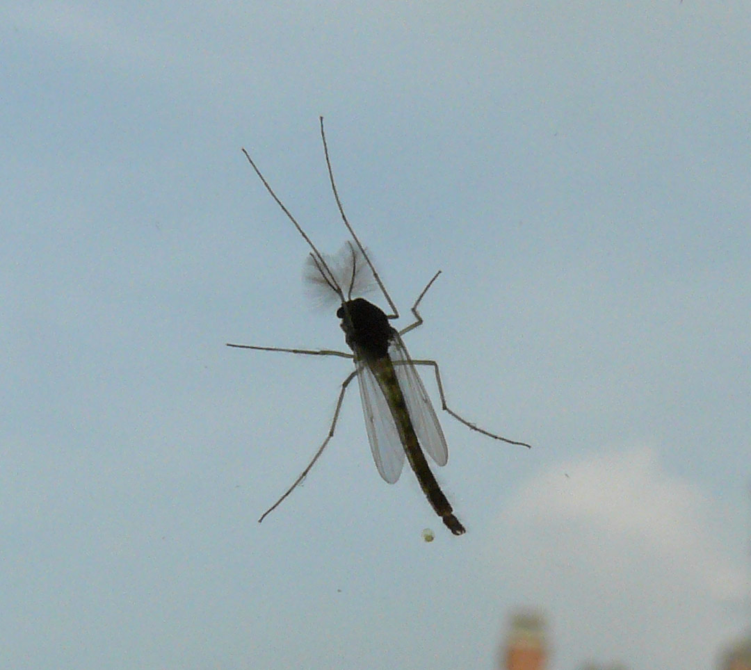 Chironomidae