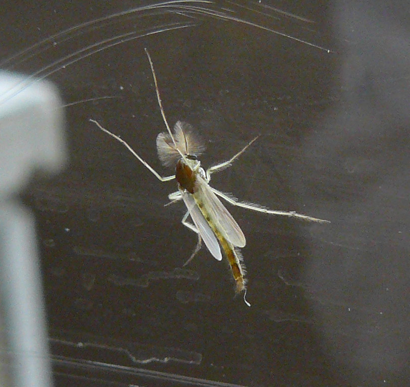 Chironomidae