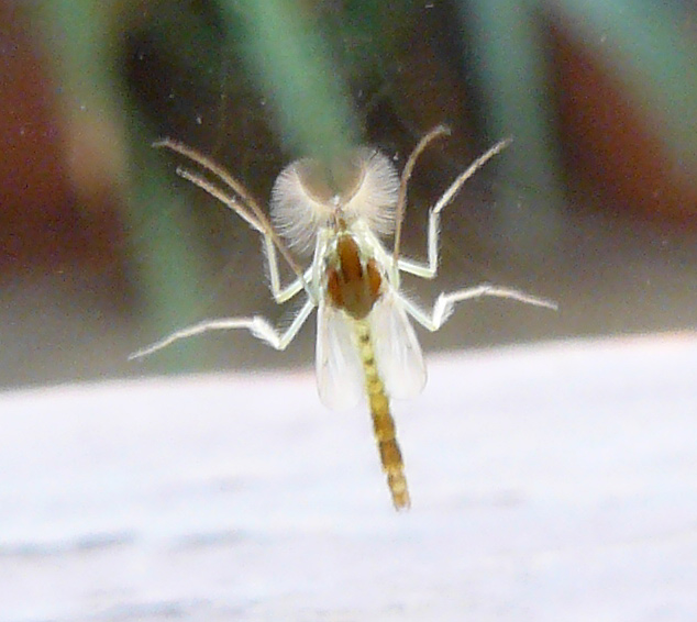 Chironomidae